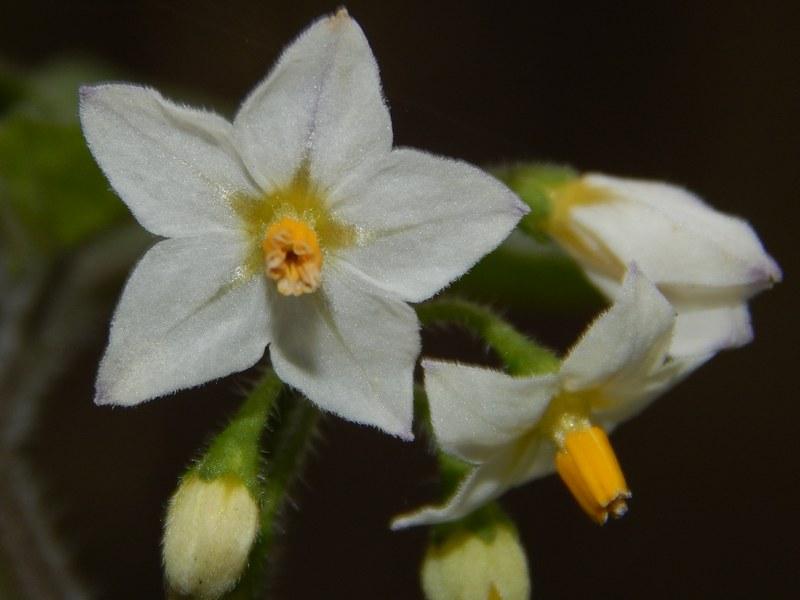 Solanum nigrum